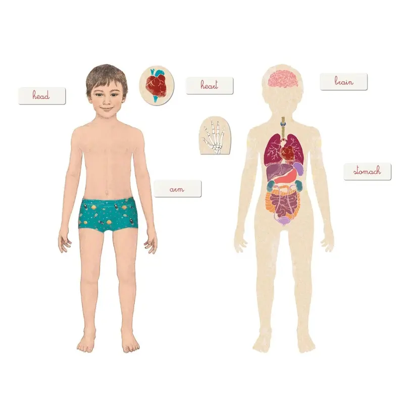 Clementoni Montessori - Human Body 1