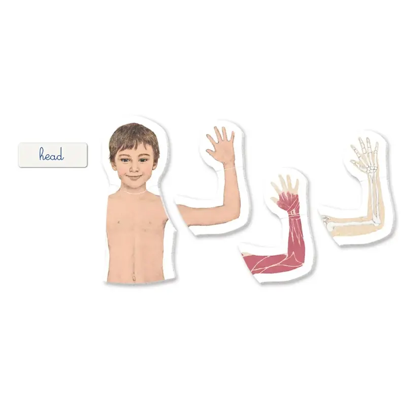 Clementoni Montessori - Human Body 2