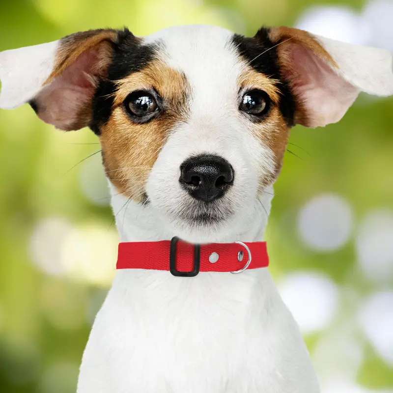 Collar Ajustable Color Rojo Para Mascota 1