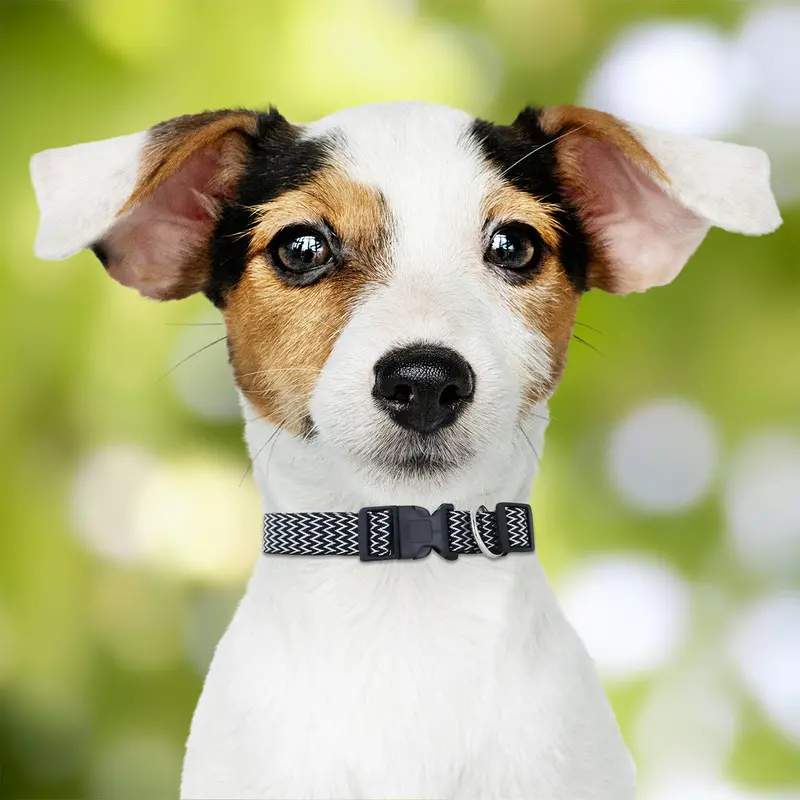 Collar Ajustable Para Mascota 1