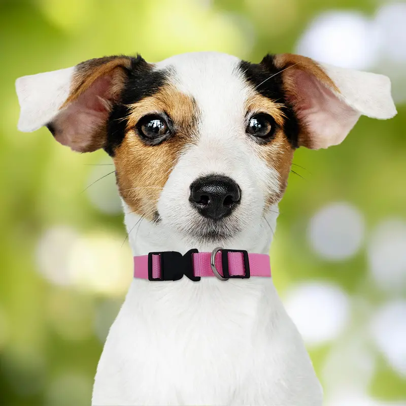 Collar Ajustable Para Mascota 3