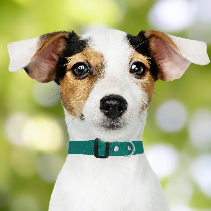 Collar Ajustable Para Mascota 3