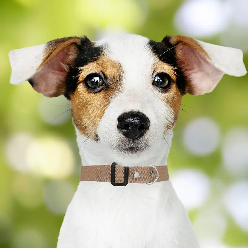 Collar Ajustable Para Mascota 4