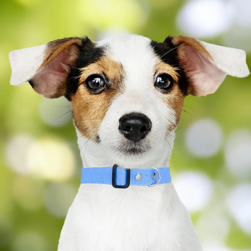 Collar Ajustable Para Mascota 5