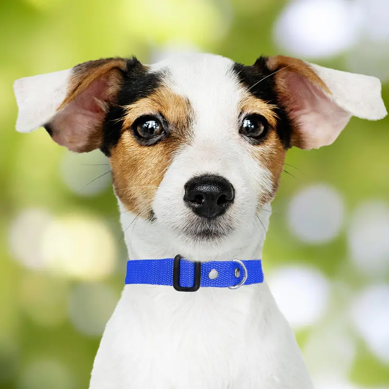 Collar Ajustable Para Mascota 6