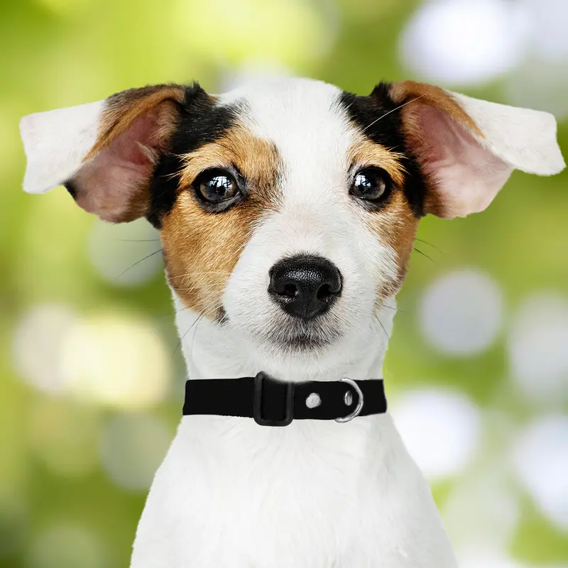 Collar Ajustable Para Mascota 6