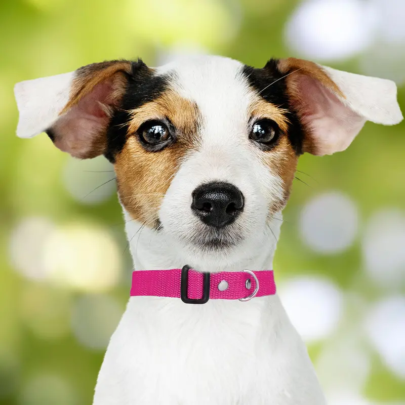 Collar Ajustable Para Mascota 7