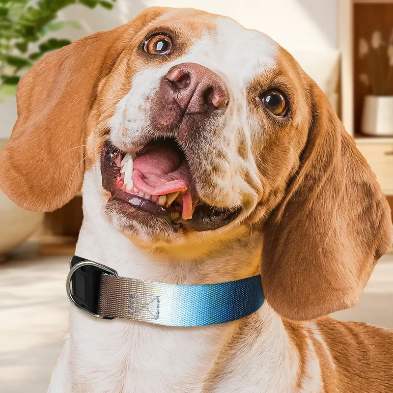 Collar Con Diseño Ajustable Color Azul Con Café Para Mascota 1