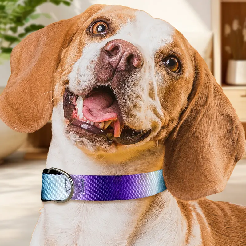 Collar Con Diseño Ajustable Color Morado Para Mascota 1