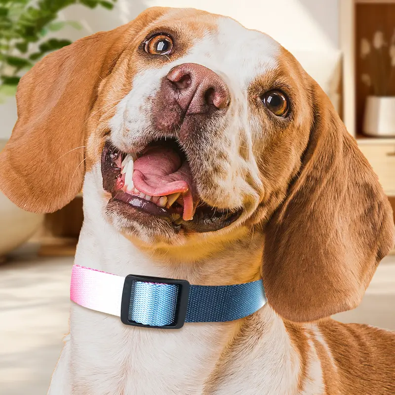 Collar Con Diseño Ajustable Color Rosa Con Azul Para Mascota 1