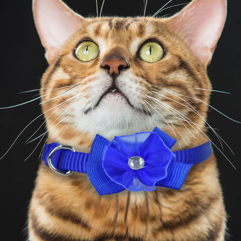 Collar Para Gato Color Azul Rey 1