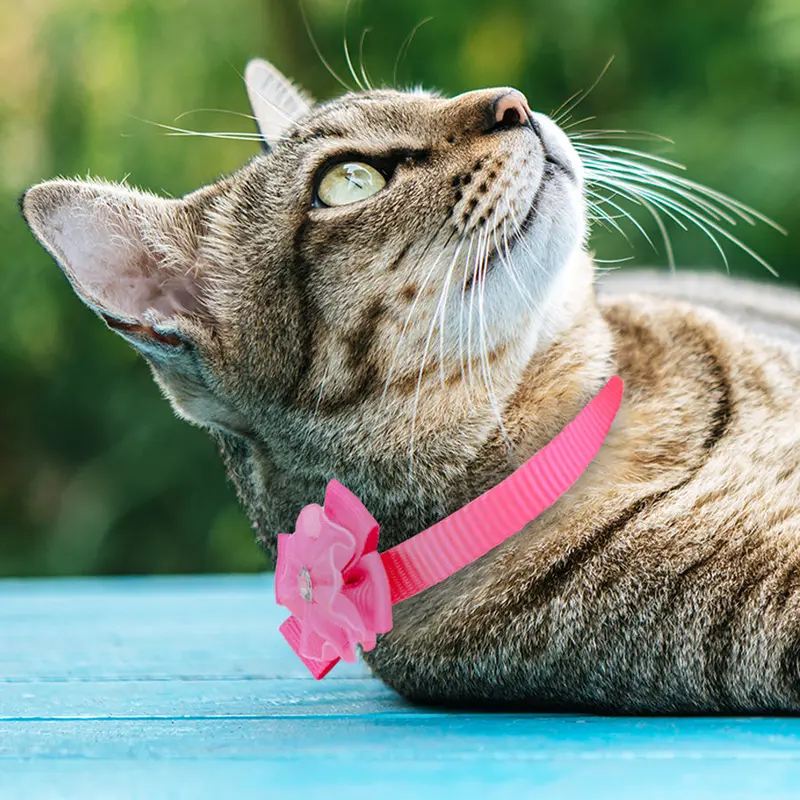 Collar Para Gato Color Rosa 1