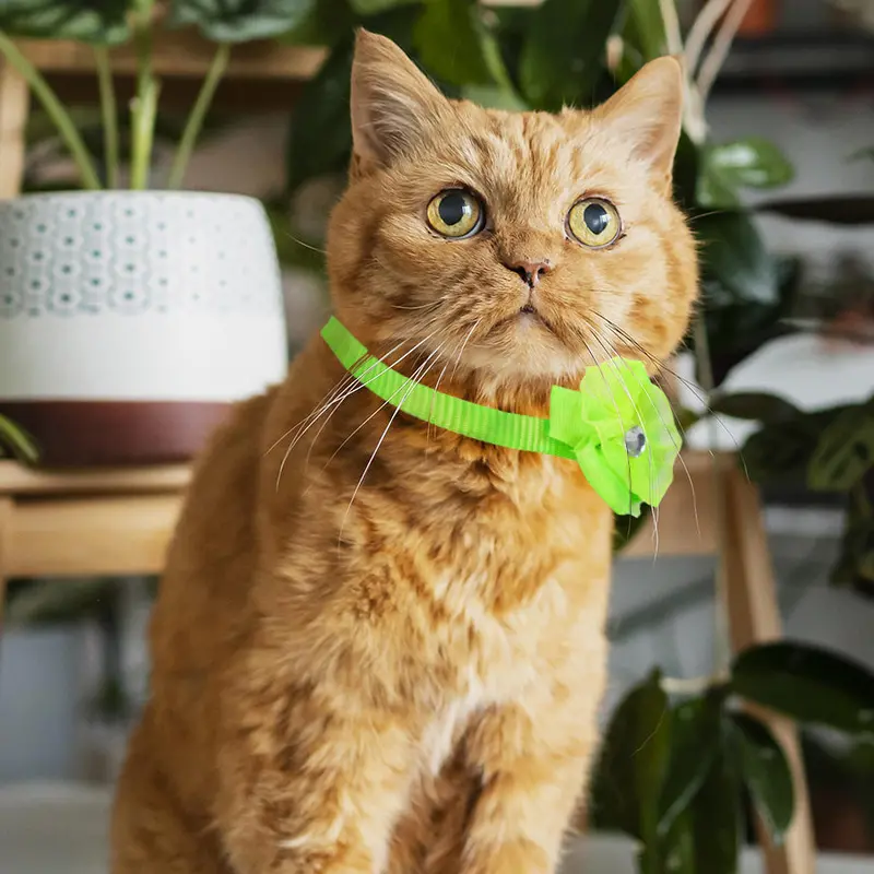 Collar Para Gato Color Verde 1