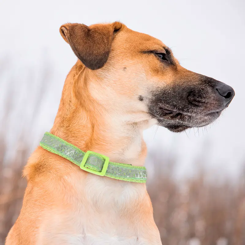 Collar Para Mascota, Diseño Huellitas, Color Verde 1