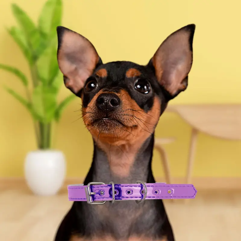 Collar Sintético Color Lila Para Mascota 1