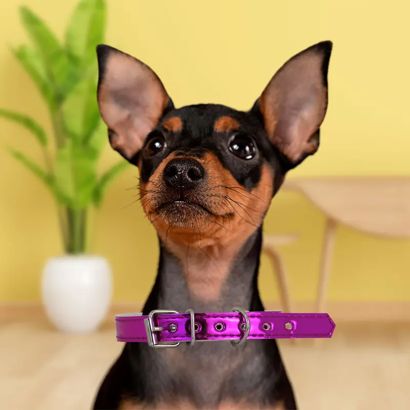 Collar Sintético Color Morado Para Mascota 1