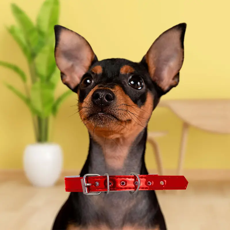 Collar Sintético Color Rojo Para Mascota 1