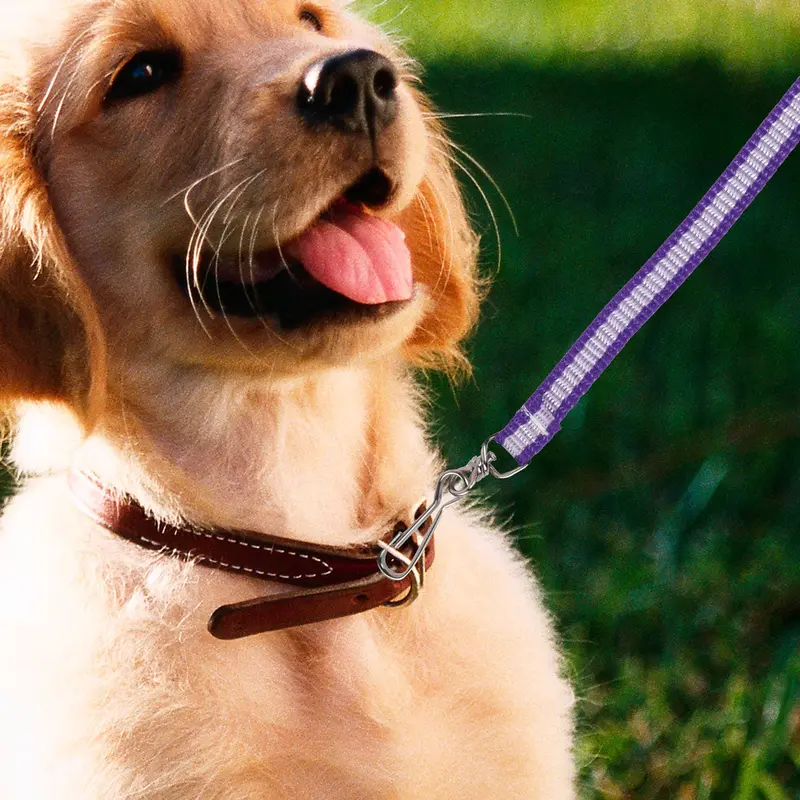 Correa Básica Color Negro Con Morado Para Mascota 1