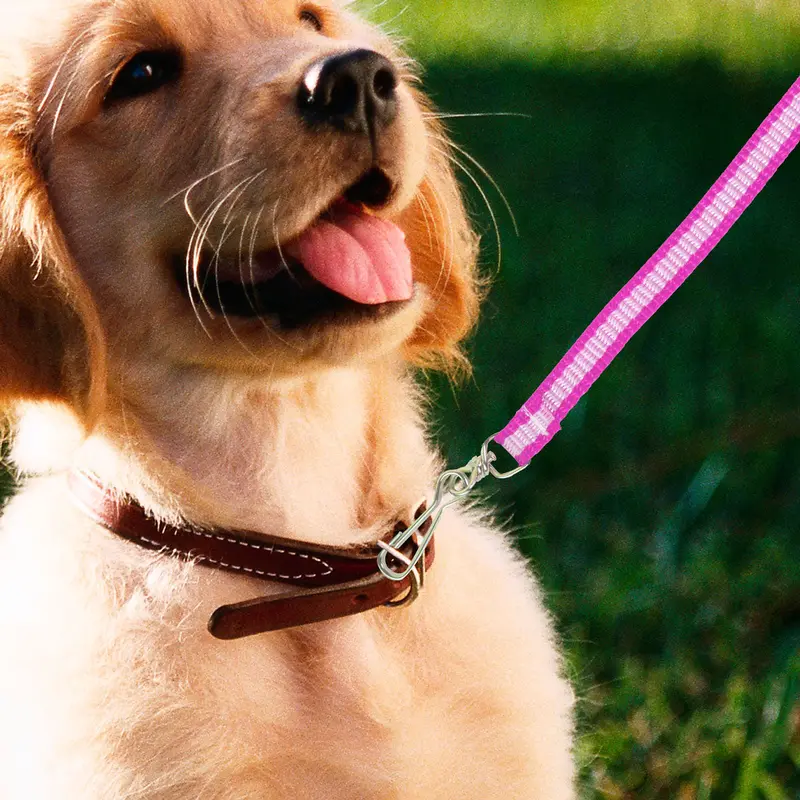 Correa Básica Colores Rosa Para Mascota 1