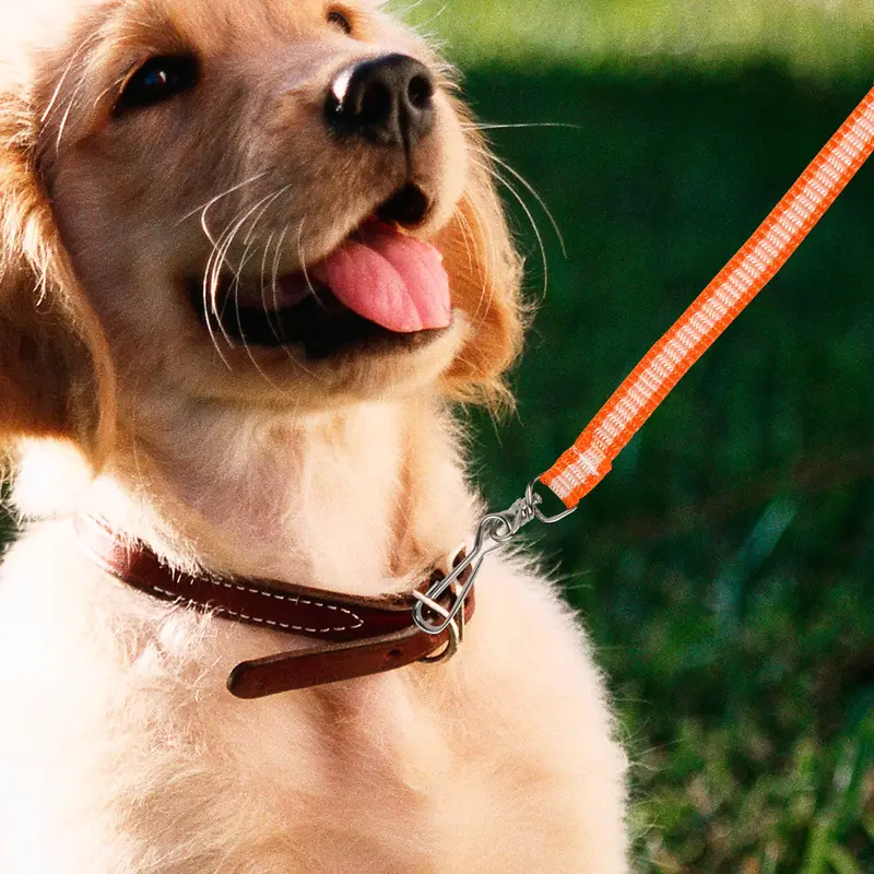 Correa Clásica Color Naranja Para Mascota 1