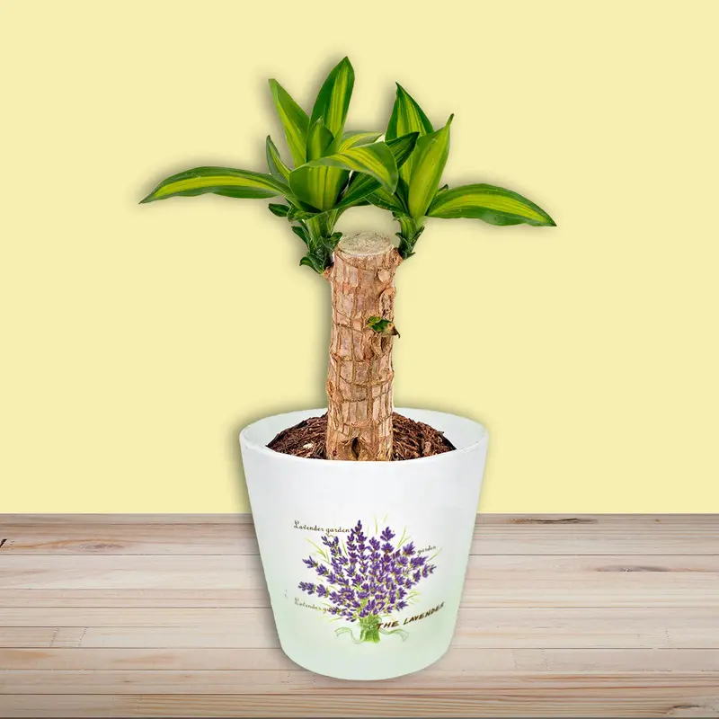 Maceta Con Imagen De Flores De Lavanda, Lavender Garden 1