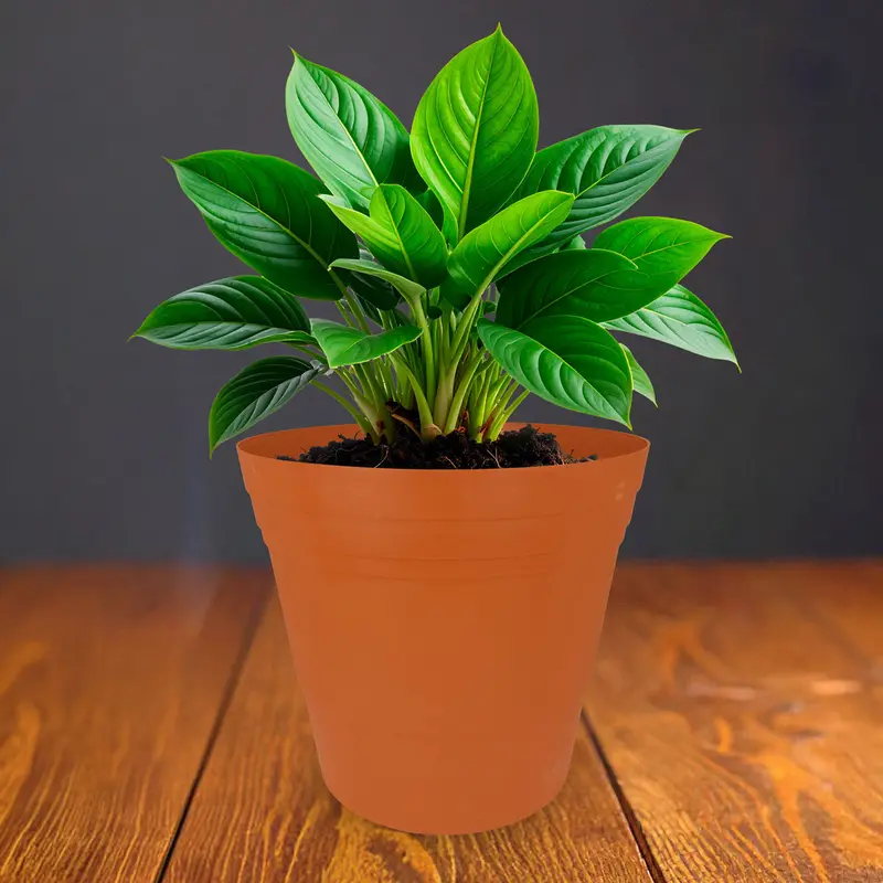 Maceta De Plástico, Color Naranja 2