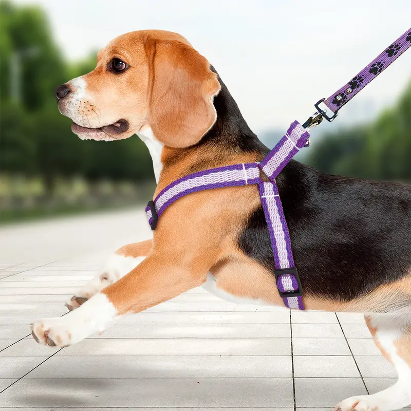 Pechera Color Morado Para Mascota, 1.27Cm 2