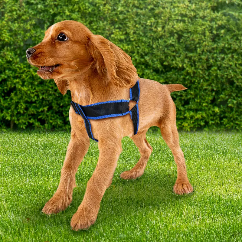 Pechera Color Negro Con Azul Para Mascota, 2.5Cm 1