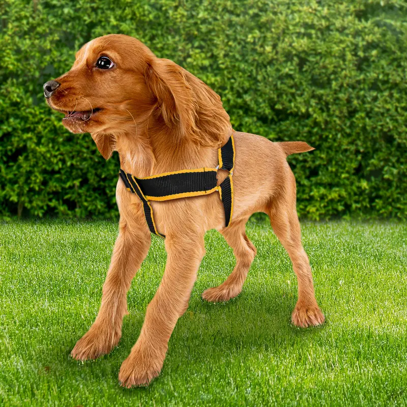 Pechera Color Negro Para Mascota, 2.5Cm 1