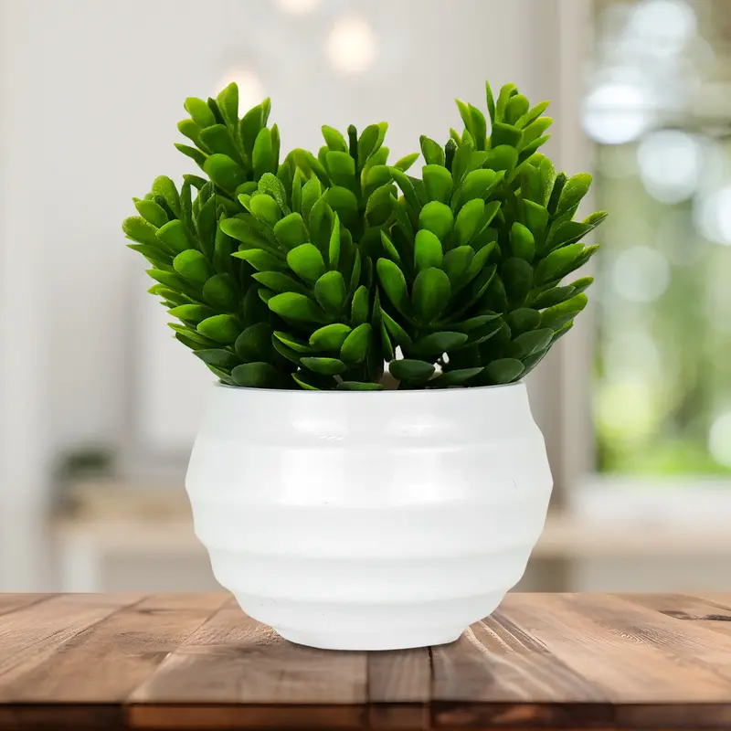 Planta Artificial De Crassula Ovata En Maceta Color Blanco 1