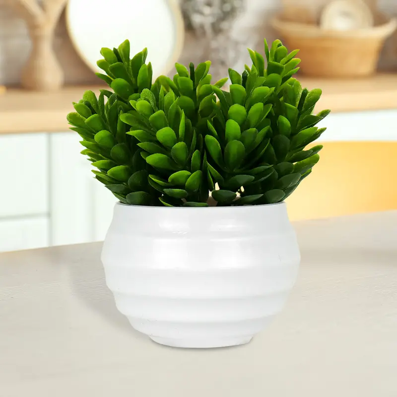 Planta Artificial De Crassula Ovata En Maceta Color Blanco 2