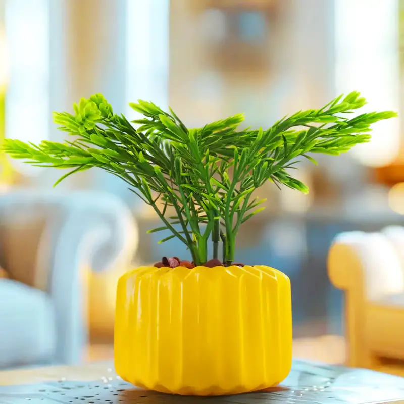 Planta Con Diseño, Color Amarillo 2