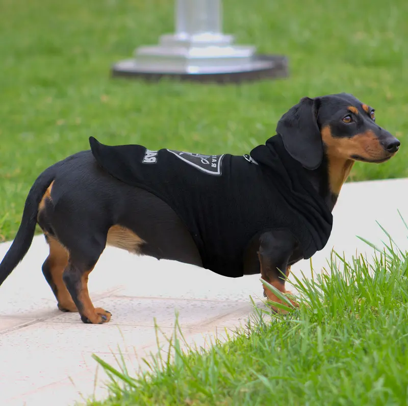 Sudadera De Los Raiders Para Perro, Negro 2